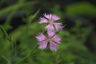 Dianthus superbus Prachtanjer bestellen